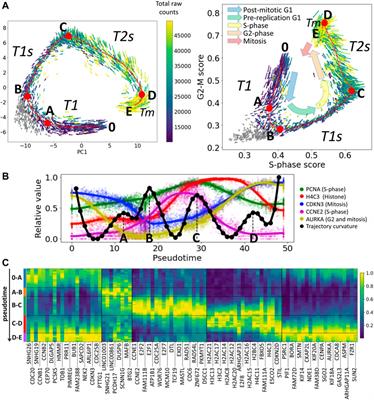 Modeling Progression of Single Cell Populations Through the Cell Cycle as a Sequence of Switches